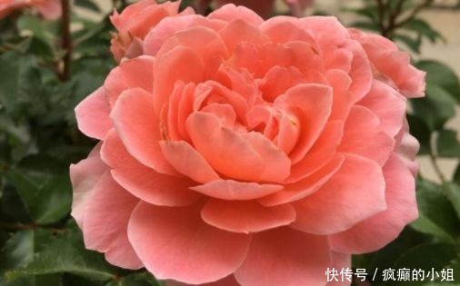 全年|这些花卉便宜又好养,阳台盆栽上几盆,全年开花不停,香飘溢满屋