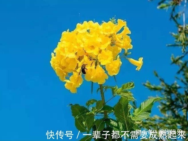 金钟花|此花花姿优美，金黄灿烂的花朵格外夺目动人，代表埋葬在心底的爱