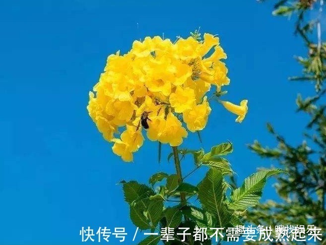 此花花姿优美,金黄灿烂的花朵格外夺目动人,代表埋葬在心底的爱