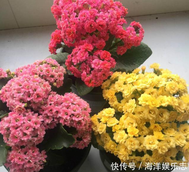 毛细根|想给长寿花换盆,避开这个“时间段”,枝繁叶茂,快速恢复开满花