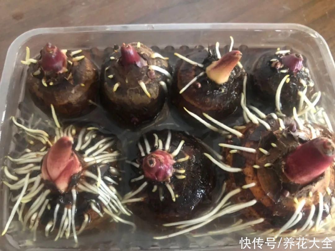 人参萝卜开花了，我种的花，都是这么奇奇怪怪