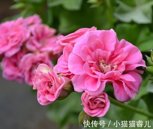 女巫|此花开花漂亮,花期长又勤花,连叶子都是清香的,值得拥有