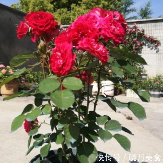 月季枝条不够壮开花少,该怎么办呢