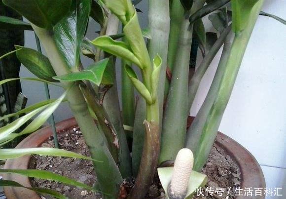 好运|家养金钱树,好运天天来,金钱树养开花,明年就要发财啦