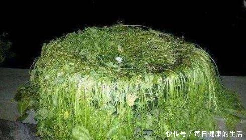 家养铜钱草，财源滚滚来，黄叶也不怕一招爆满家，瓶瓶罐罐全是它！