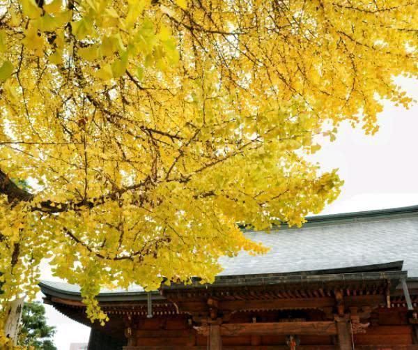 飞弹|日本高山最“有名”寺庙，一棵1200年的银杏树，吸引无数游客前往