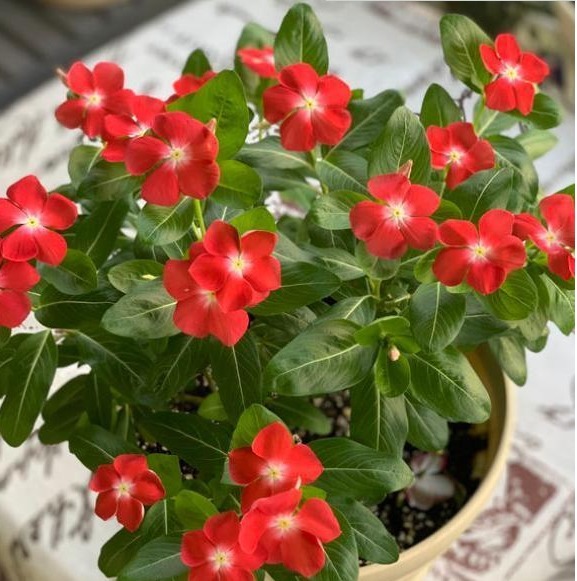 “4种花”插土里就活，7天就生根，冬天就开花，新手也能养好！