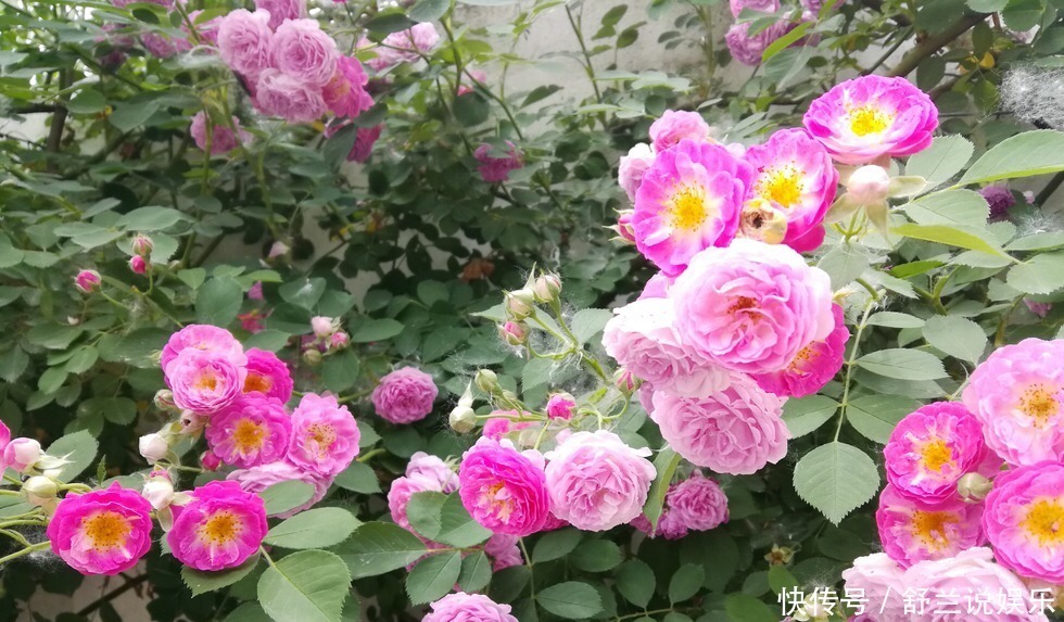 全年|4种花号称开花劳模,全年花开不休息,你值得拥有