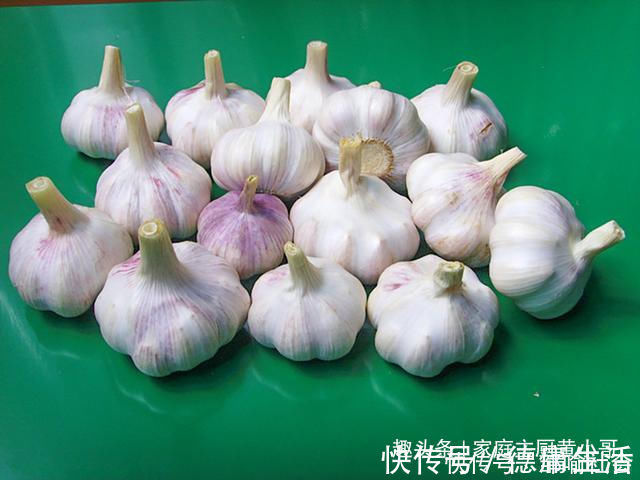 土法子|家里保存大蒜其实很简单,教你个土法子,别再担心大蒜长芽干瘪了