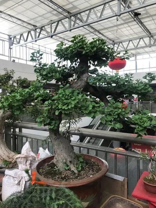 能养100年的花，养一盆成传家宝，越老越值钱！