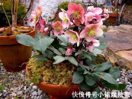 小花园|她家3平方的小阳台，几十盆花不停歇的开，邻居见了都羡慕