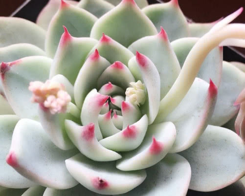 多肉吉娃娃怎么养更艳丽教你3个小妙招,养出最美的吉娃娃