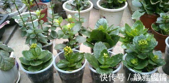 现在扦插此4种花,一周就长芽生根,一棵变多棵,成养花大户了
