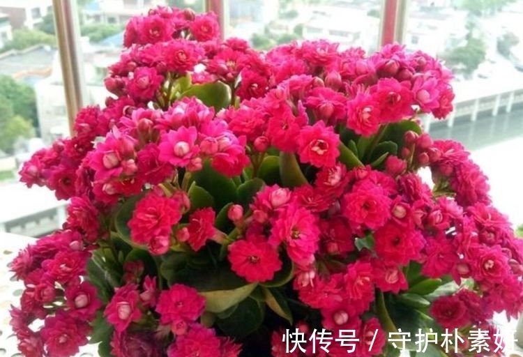 长寿花|4种花养家里,福旺运旺财更旺,美不胜收,你养了吗