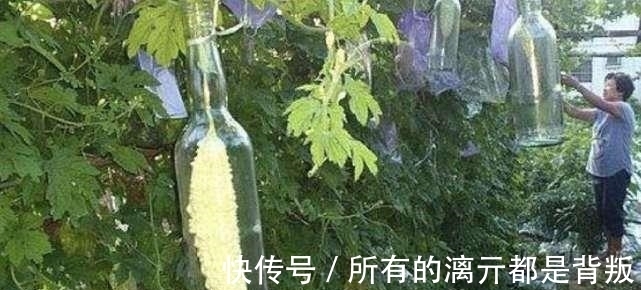 一个月|大妈为苦瓜套玻璃瓶,村民嘲笑她,一个月后苦瓜身价翻10倍!