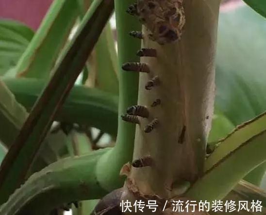 要想绿萝养得好，这件事不能少，做好了绿萝蹭蹭长