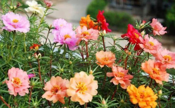 好养|此几款花卉美过玫瑰,一开就是300多天,花期又长又好养