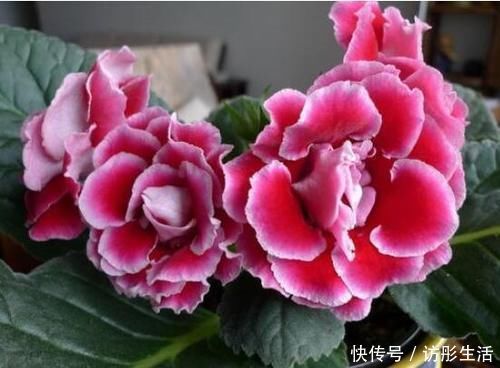 花期|此“花”艳丽富贵，花期长达半年，耐阴好养，1朵开20天不谢