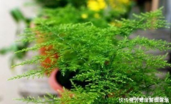 阳光|这3种花最怕阳光,越阴凉越生长的旺!阳光晒反而活不长