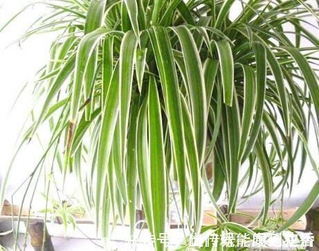 异味|卫生间就养这“4种盆栽”，去异味，吸潮气，养眼好打理