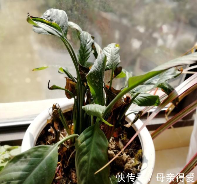 8种“漂亮花”别晒大太阳,一晒就耷拉,客厅不见光,养成绿森林