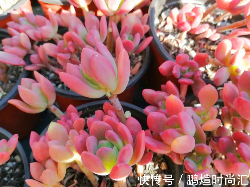 阳台党养花别跟风，图片是别人家的，适合自己的才省心省力