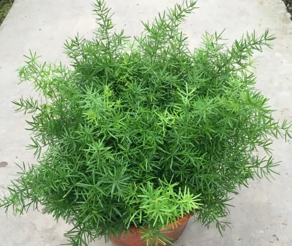 五角星花|有“3种植物”，长得像文竹，但比文竹更油绿，养在家里面美爆了