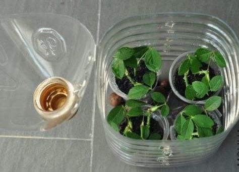 “这”4种花很贵,不要买,偷偷折一根枝,遇土就活,1毛钱不花