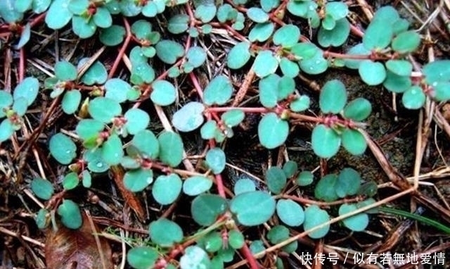 外婆|农村这野草叫“大飞扬草”,是很好用的药草,对湿疹有很大的帮助