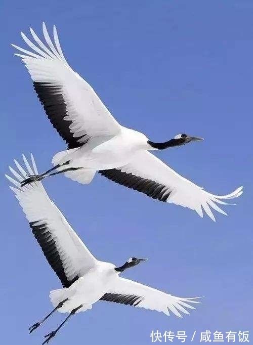 萧骚#七律·十年磨一剑(吾爱)