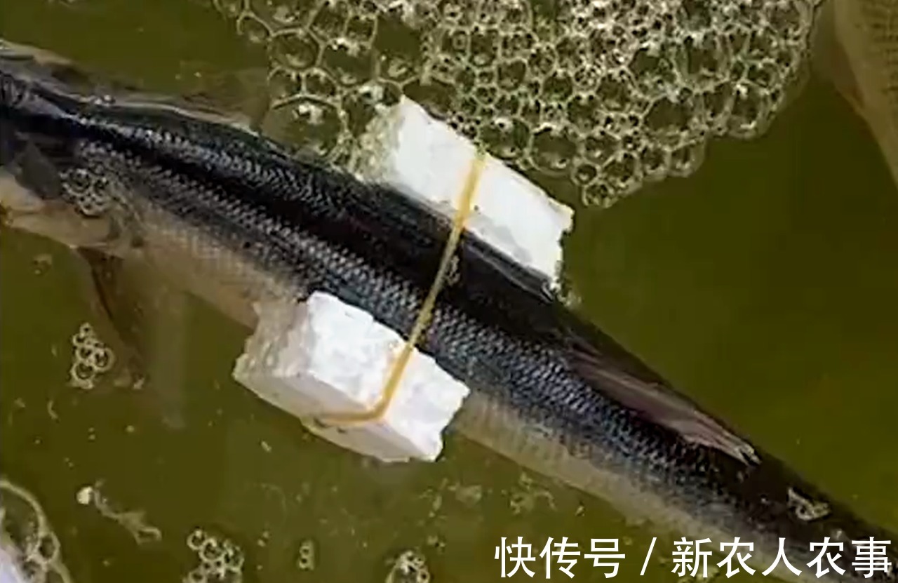 广东一男子野钓收获翘嘴鱼，接下来一番神操作，颠覆了众人的认知