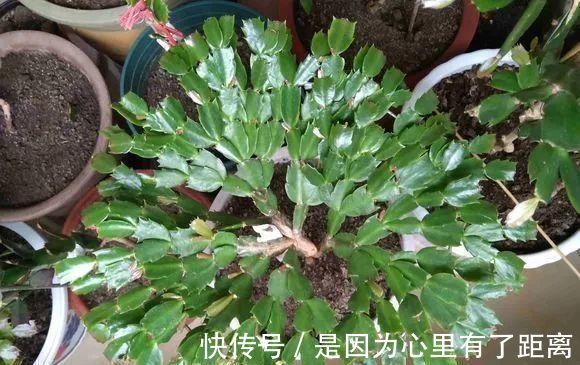 浇水|做好这几点,蟹爪兰到了夏天也不怕,轻松度过高温期