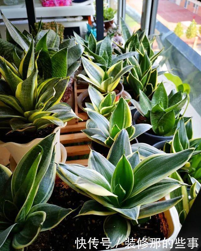 虎皮兰|虎皮兰长得慢?教你3个“基本功”,叶片厚,长得快,新芽多