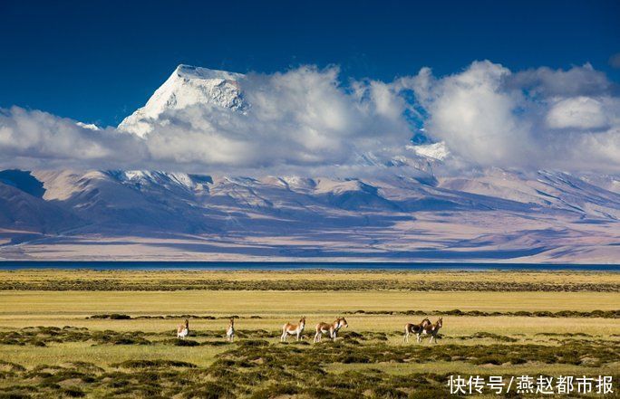 藏野驴|藏西秘境·天上阿里 纯享大片来了