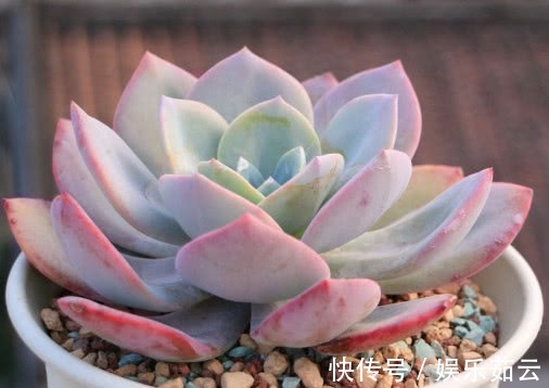 多肉植物|多肉白凤怎么叶插教你3个小步骤,叶插后生根快速越长越旺盛