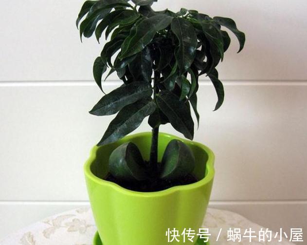 客厅别再只摆发财树，来试试这四种盆栽，寓意美好又好养活