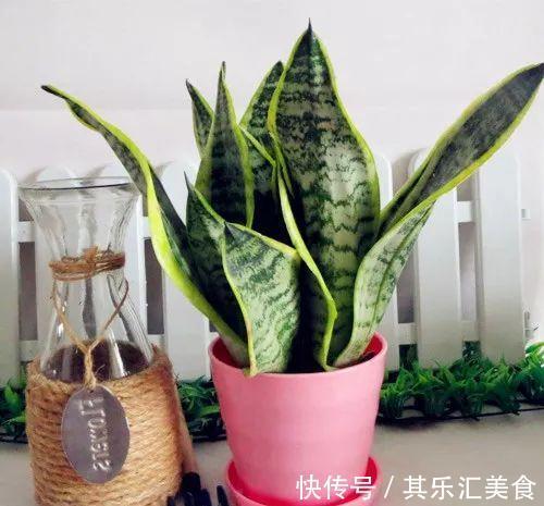 养虎皮兰,记住这一关键点,叶片饱满壮实,一次冒10芽,长爆盆