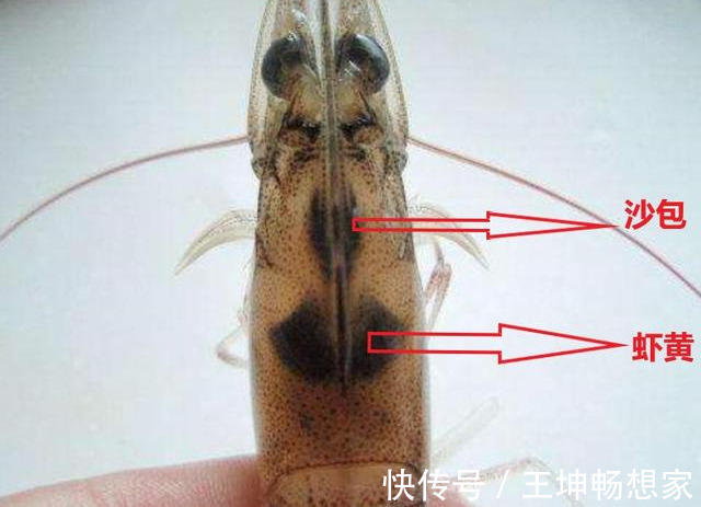 虾头里面是精华还是脏东西可以吃吗才知道,这么多年虾白吃了