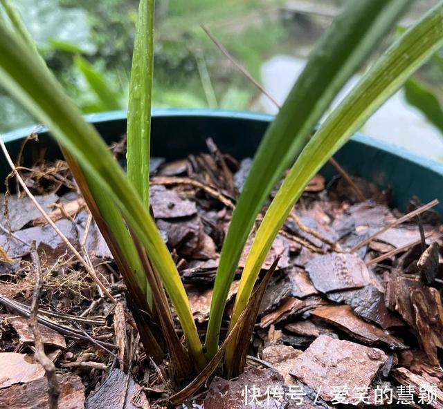 基部|兰花换粗植料以后,叶片一直发黄,是退草还是腐苗没救了?