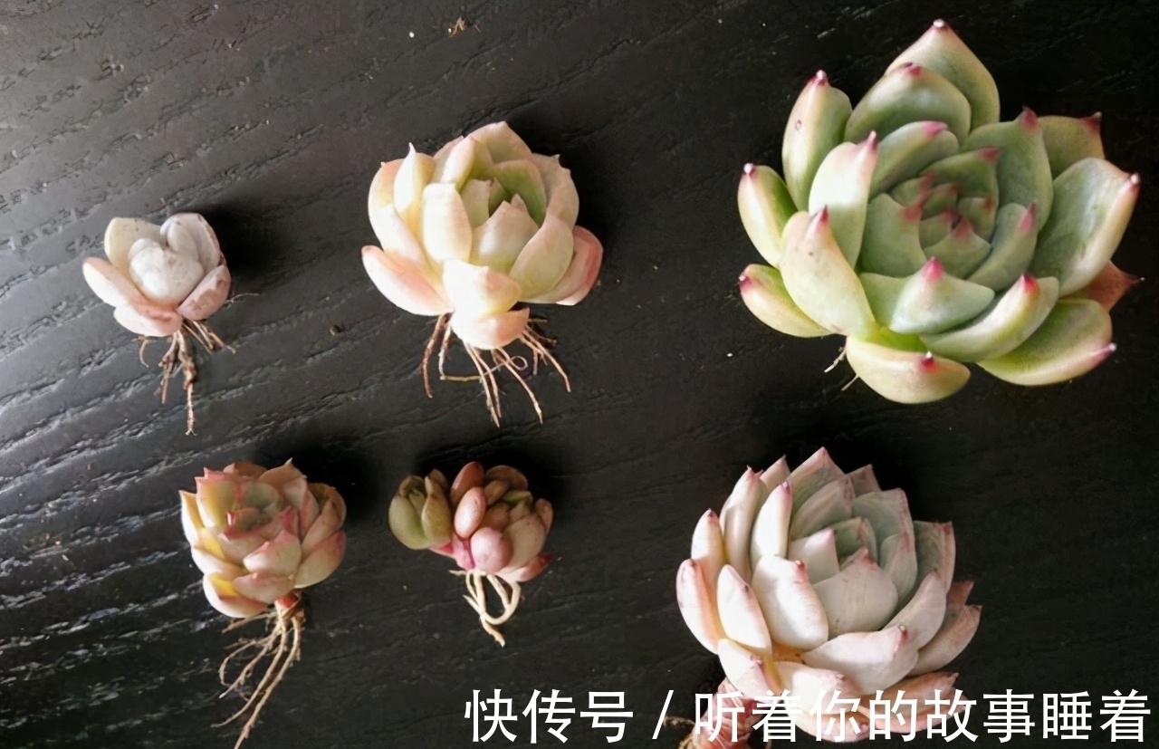 春天栽种多肉植物,做好5个“不”,棵棵长成小胖球