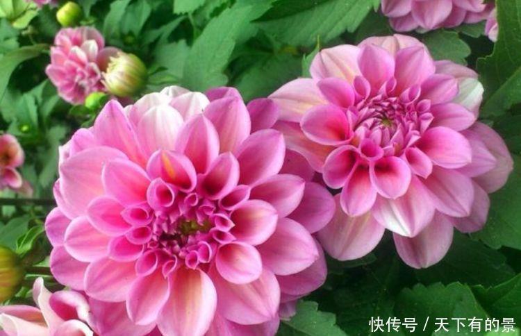 4种花养在家里,非常容易长爆盆,十分美丽,生命力顽强