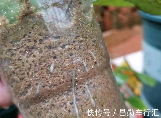 园丁在修剪绿化带里的月季？抓紧捡回家，按这3步扦插育苗