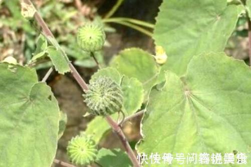 响耳|山林中常见的“小磨盘”,是“响耳的灵药”,可惜很多人都不知道