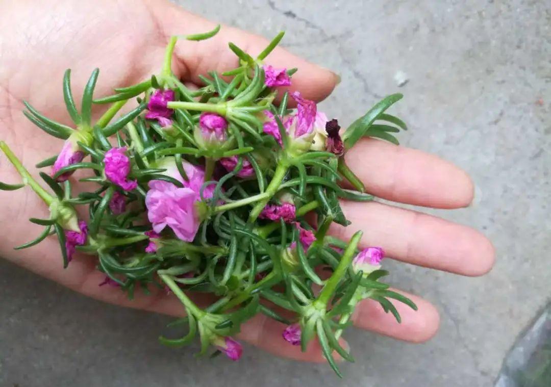 种花|8种花赶紧剃头,剃得越狠,开花越多