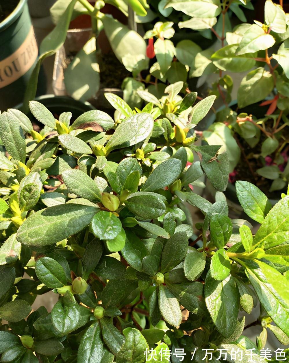 杜鹃花的花苞从长出来到开花需要多长时间，好久还没开花，正常吗