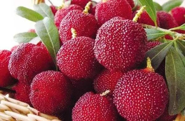 排毒养颜|杨梅的功效与作用，杨梅的正确吃法是怎样的