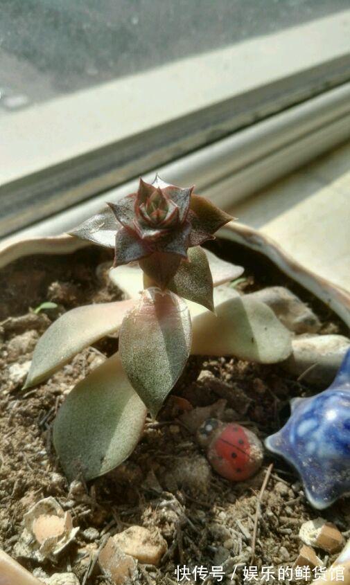 多肉长残的照片，看一次笑一次，根治各种抑郁