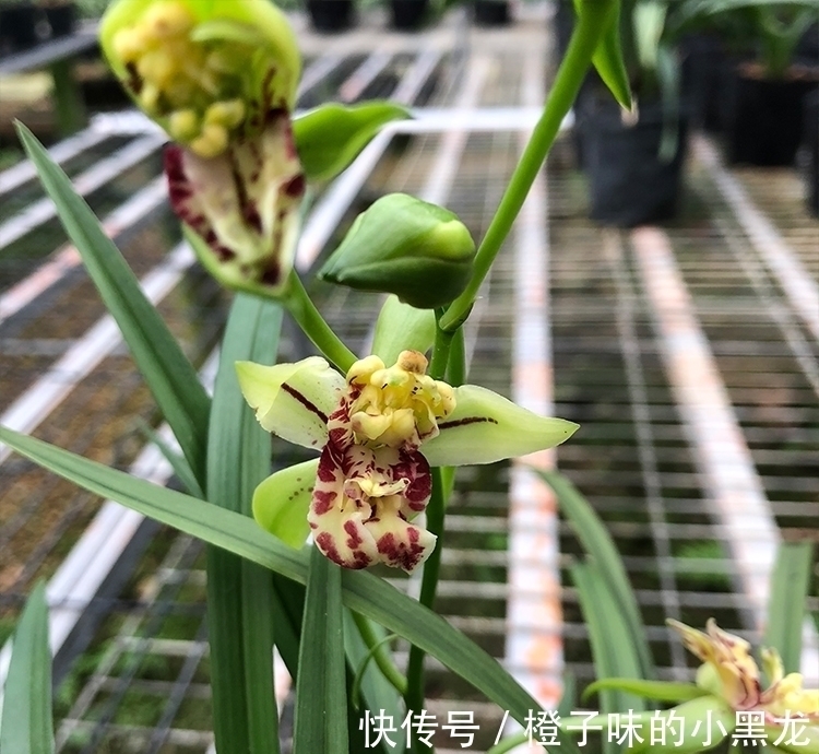 以前山上的野草,现在成为“高档”盆栽,花朵似玉狮,高雅又大气