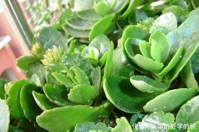 生根|悄悄告诉你,此5种花,掐个叶就生根,懒人都能养开花!