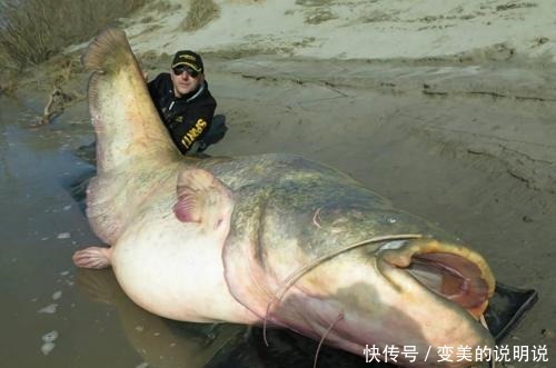 它常被人误解成不能吃的鱼,实际却是“鱼中珍品”,炖茄子是一绝